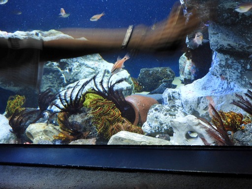池袋サンシャイン水族館 015