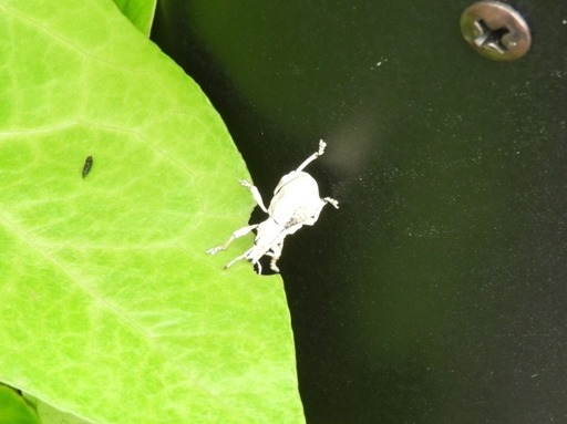 001シロコブゾウムシ