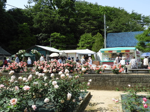 生田緑地ばら苑 052