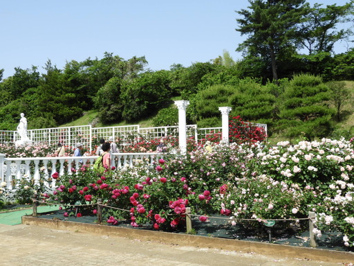 生田緑地ばら苑 070