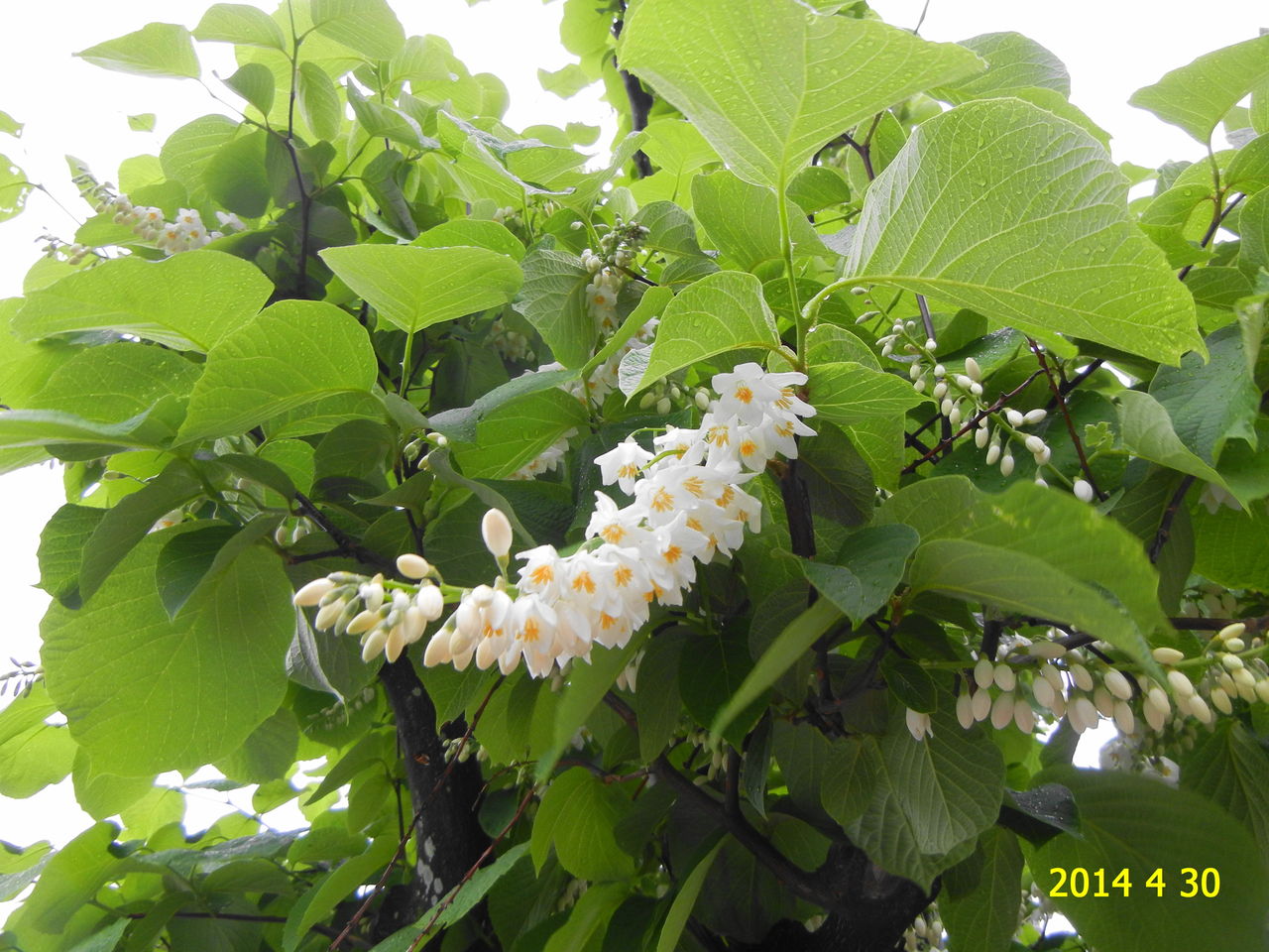 ハクウンボク 白雲木 花 14 4 30 花 を ひ ろ う ハクウンボク 白雲木 花 14 4 30 花 を ひ ろ う