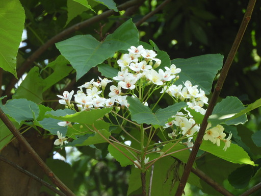 脂ぎり花 2018.05.22 005