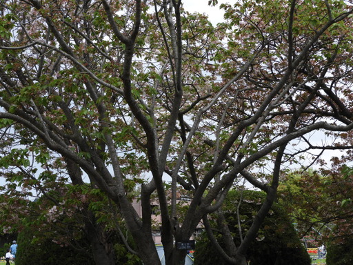 088桐ヶ谷(御車返)