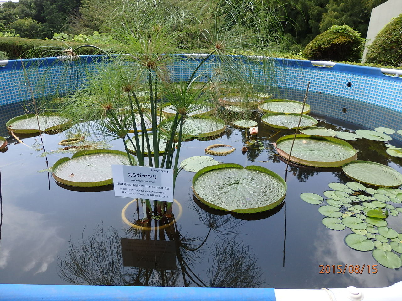 こども植物園 英連邦墓地 横浜市保土ヶ谷区 15 8 15 花 を ひ ろ う