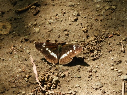 薬師池公園 イチモンジチョウ025