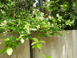 俣野別邸公園 015テイカカズラ