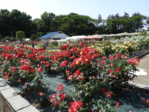 生田緑地ばら苑 082
