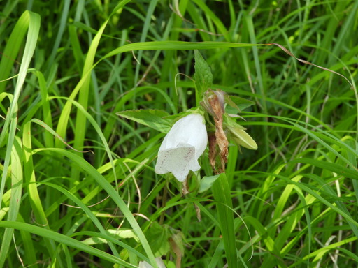鎌倉 十二所神社 008ホタルブクロ