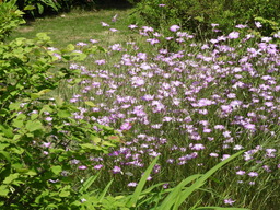 俣野別邸公園 040ナデシコの仲間