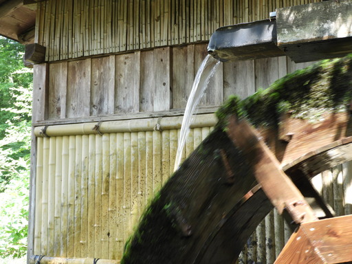 薬師池公園 ショウブ 034