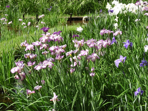 薬師池公園 ショウブ 107