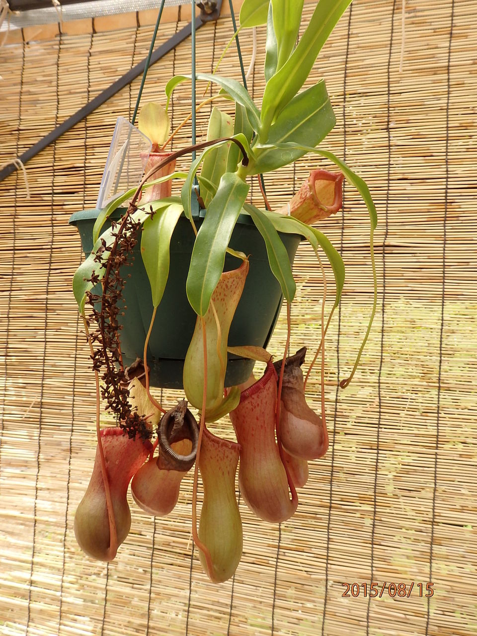 こども植物園 英連邦墓地 横浜市保土ヶ谷区 15 8 15 花 を ひ ろ う