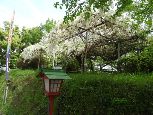 四国 220フジ 白花