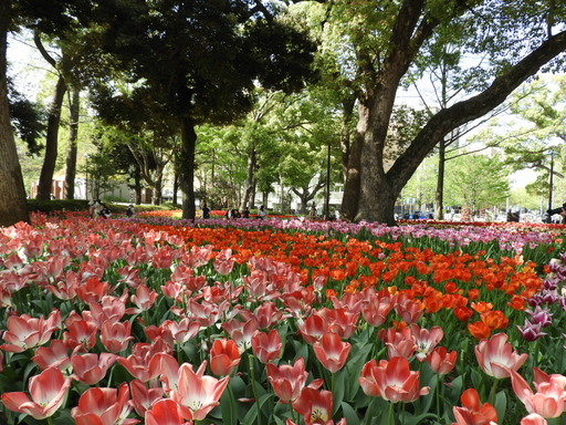 横浜公園 チューリップ 071