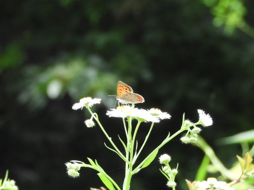 葉山の棚田 043ヒメジオンにベニシジミ