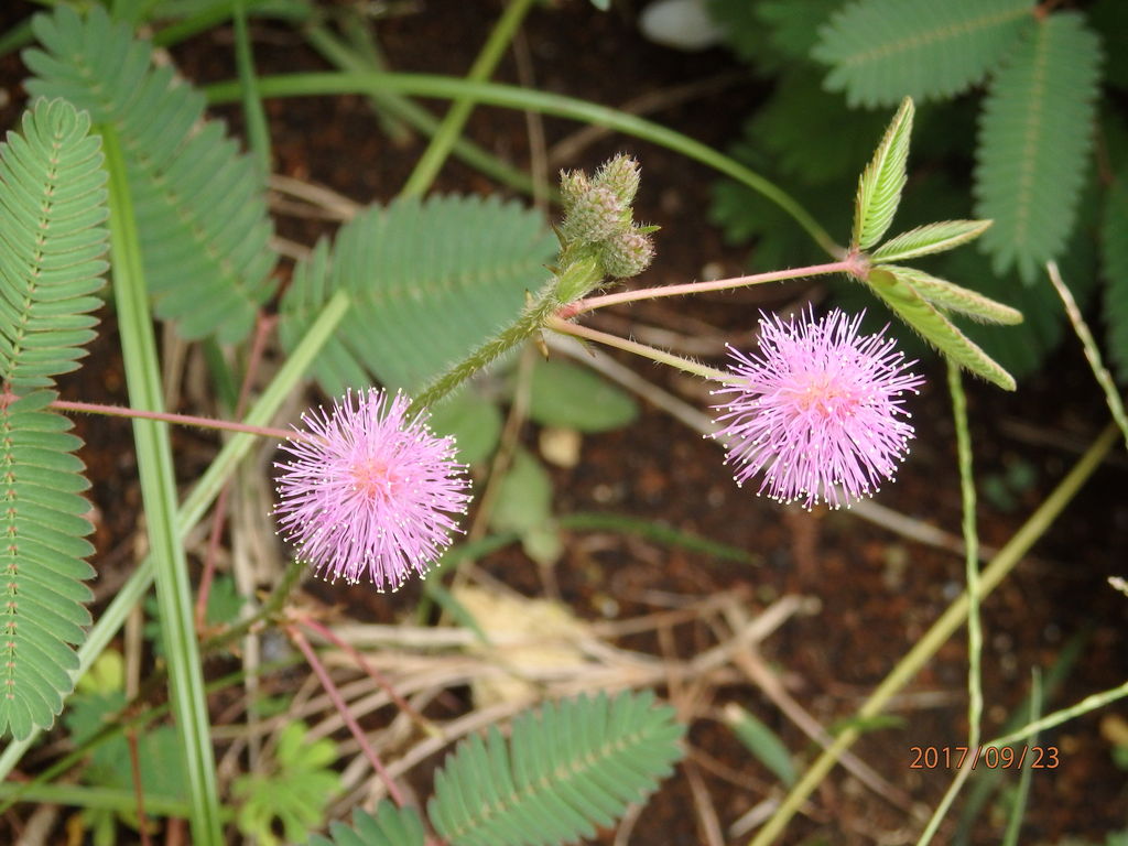 オジギソウ 花 を ひ ろ う