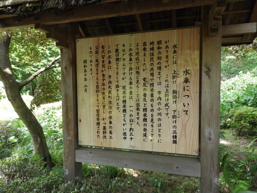 薬師池公園 ショウブ 011