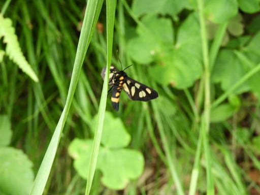葉山の棚田 031カノコガ