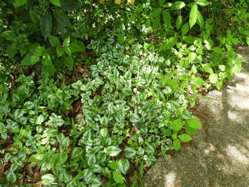 俣野別邸公園 014