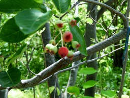 俣野別邸公園 042ブルーベリー?