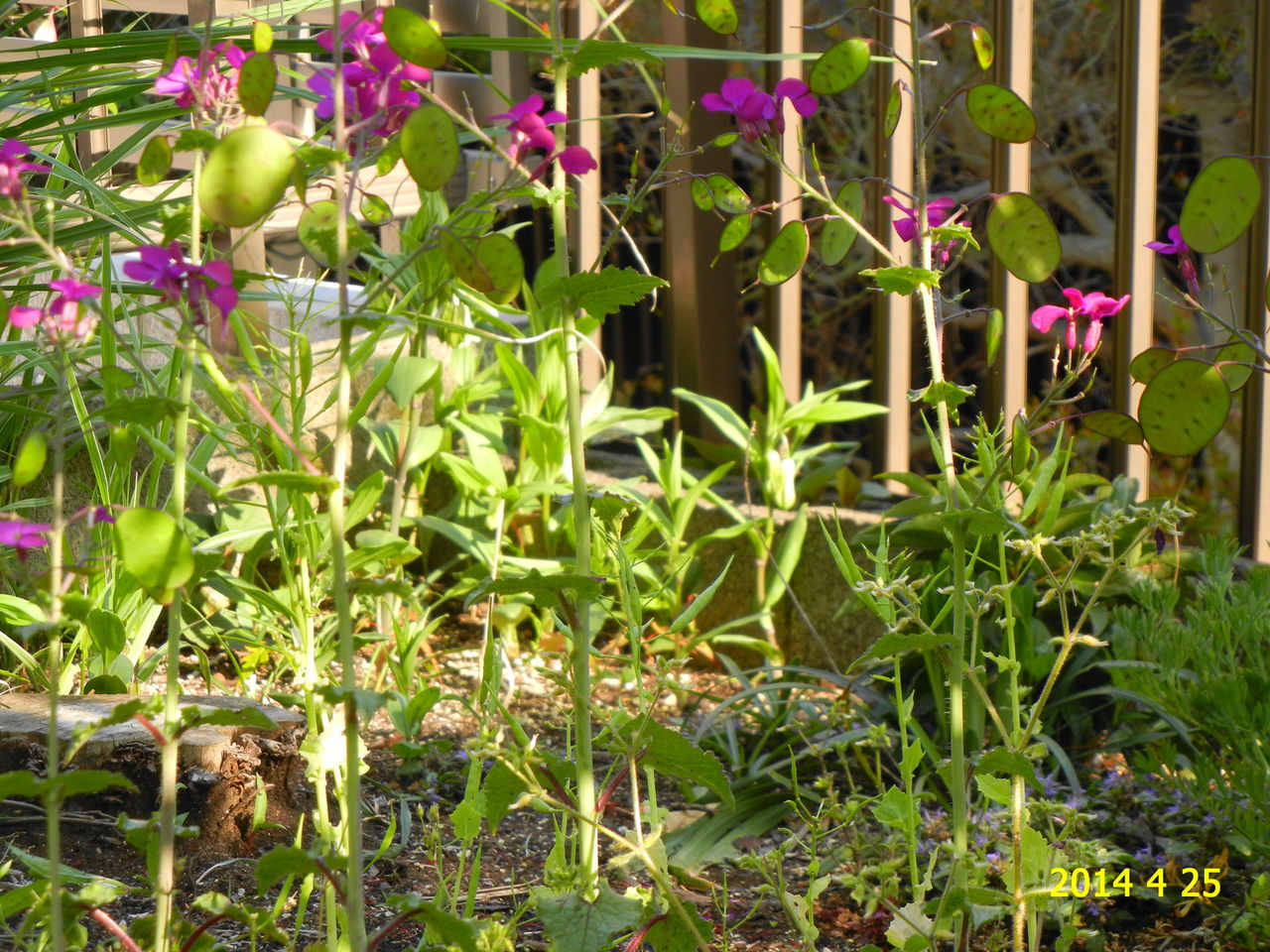 オオバンソウ 花 を ひ ろ う