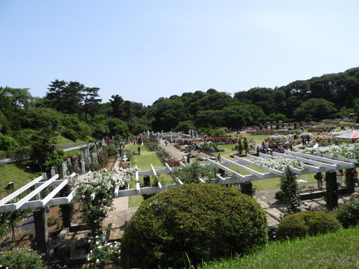 生田緑地ばら苑 020