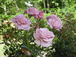 日比谷花壇大船フラワーセンター バラ 035