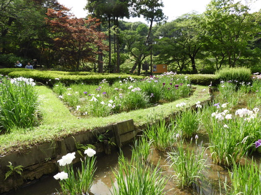 薬師池公園 ショウブ 111