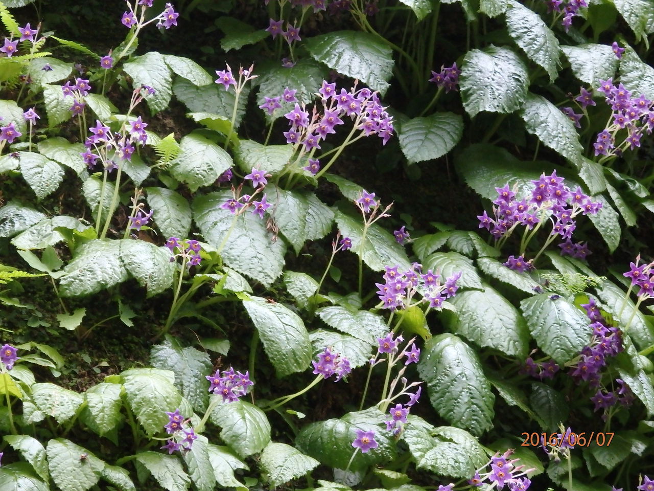 北鎌倉東慶寺 イワタバコ イワガラミ ほか 16 06 07 花 を ひ ろ う