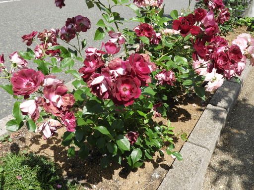 生田緑地ばら苑 009