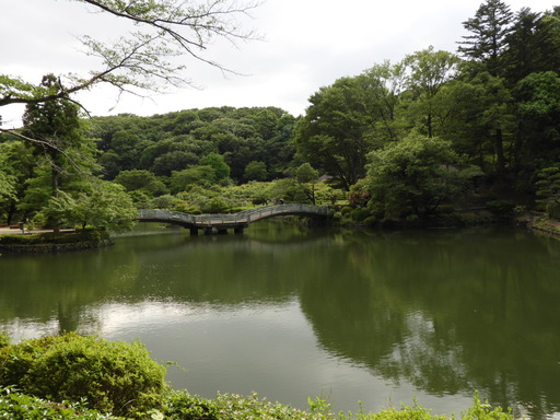 薬師池公園 ショウブ 091