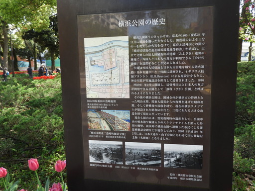 横浜公園 チューリップ 049