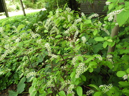 俣野別邸公園 020ズイナ?