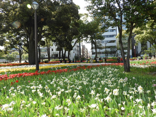 横浜公園 チューリップ 076