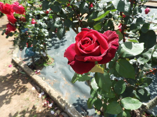 生田緑地ばら苑 055