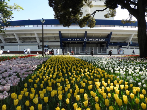 横浜公園 チューリップ 027