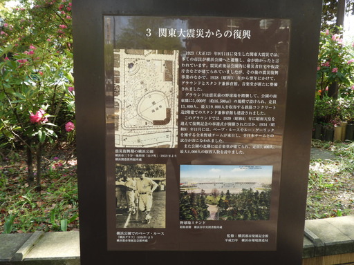 横浜公園 チューリップ 048