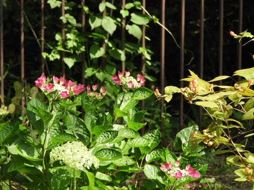 金沢自然公園 062アジサイ