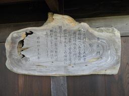 薬師池公園 ショウブ 044