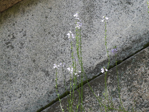 四国 290マツバウンラン