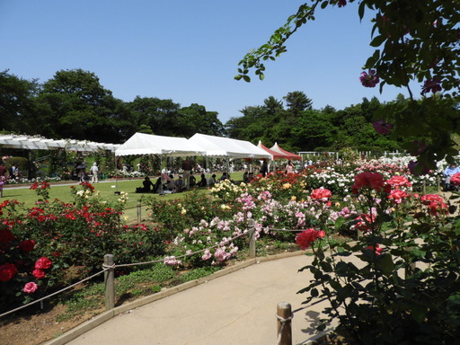 生田緑地ばら苑 040