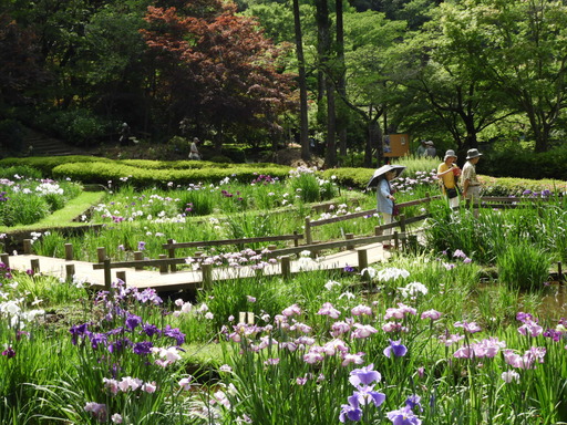 薬師池公園 ショウブ 104