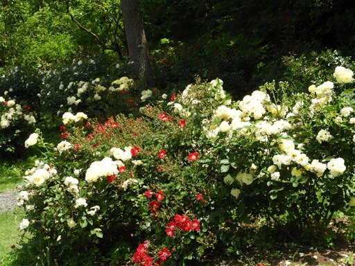 俣野別邸公園 033バラ