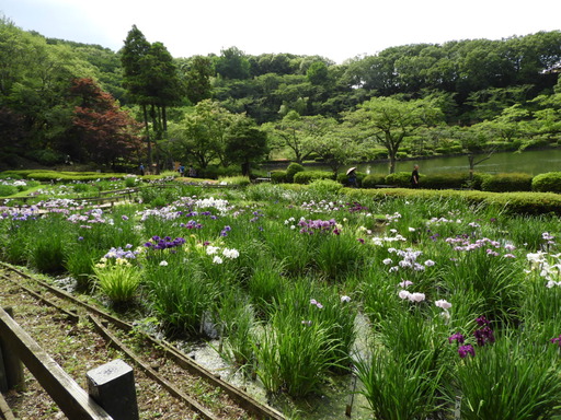薬師池公園 ショウブ 099