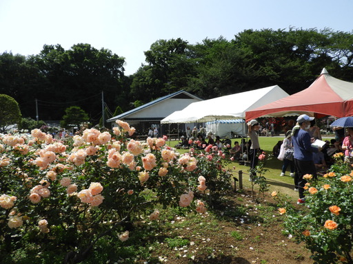 生田緑地ばら苑 087