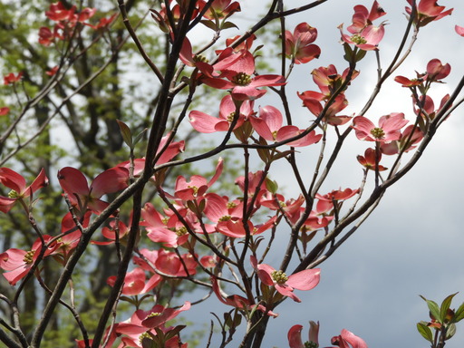 025ハナミズキ 赤