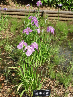 日比谷花壇大船フラワーセンター 013