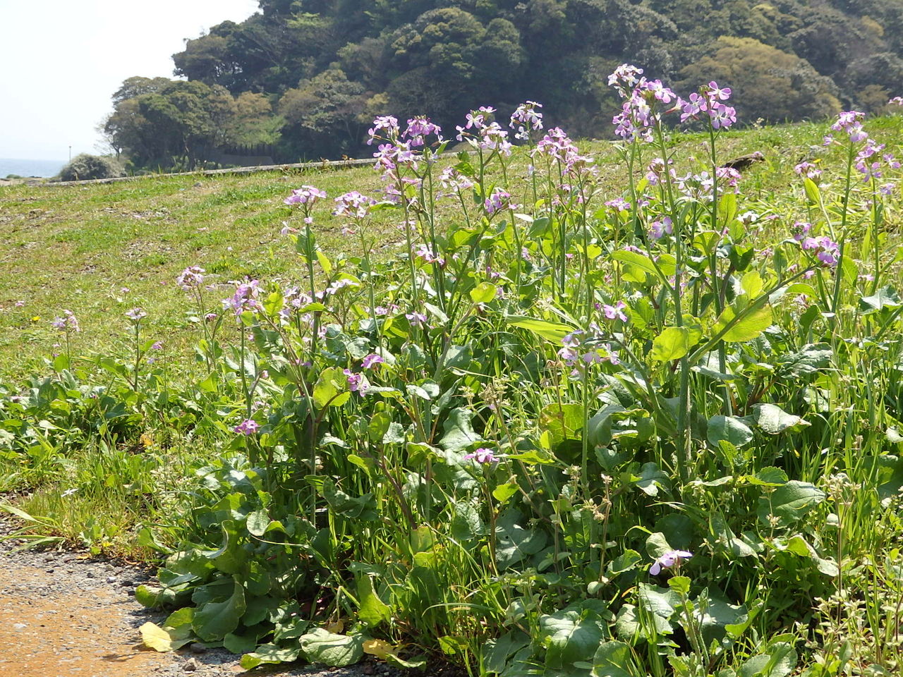 三浦半島で見た海浜植物 ほか 15 4 16 花 を ひ ろ う