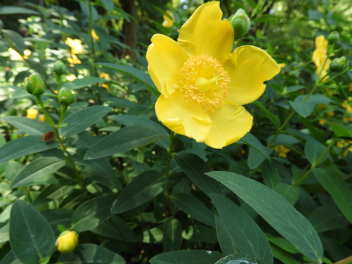 薬師池公園 キンシバイ067