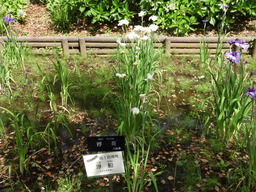 日比谷花壇大船フラワーセンター 011